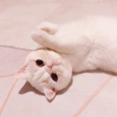 Fitri Handayani avatar